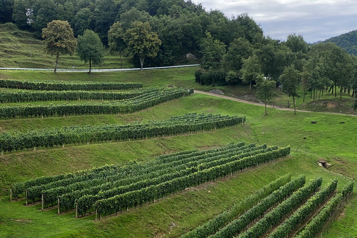 Se han concedido 928 nuevas hectáreas de viñedo para 2024