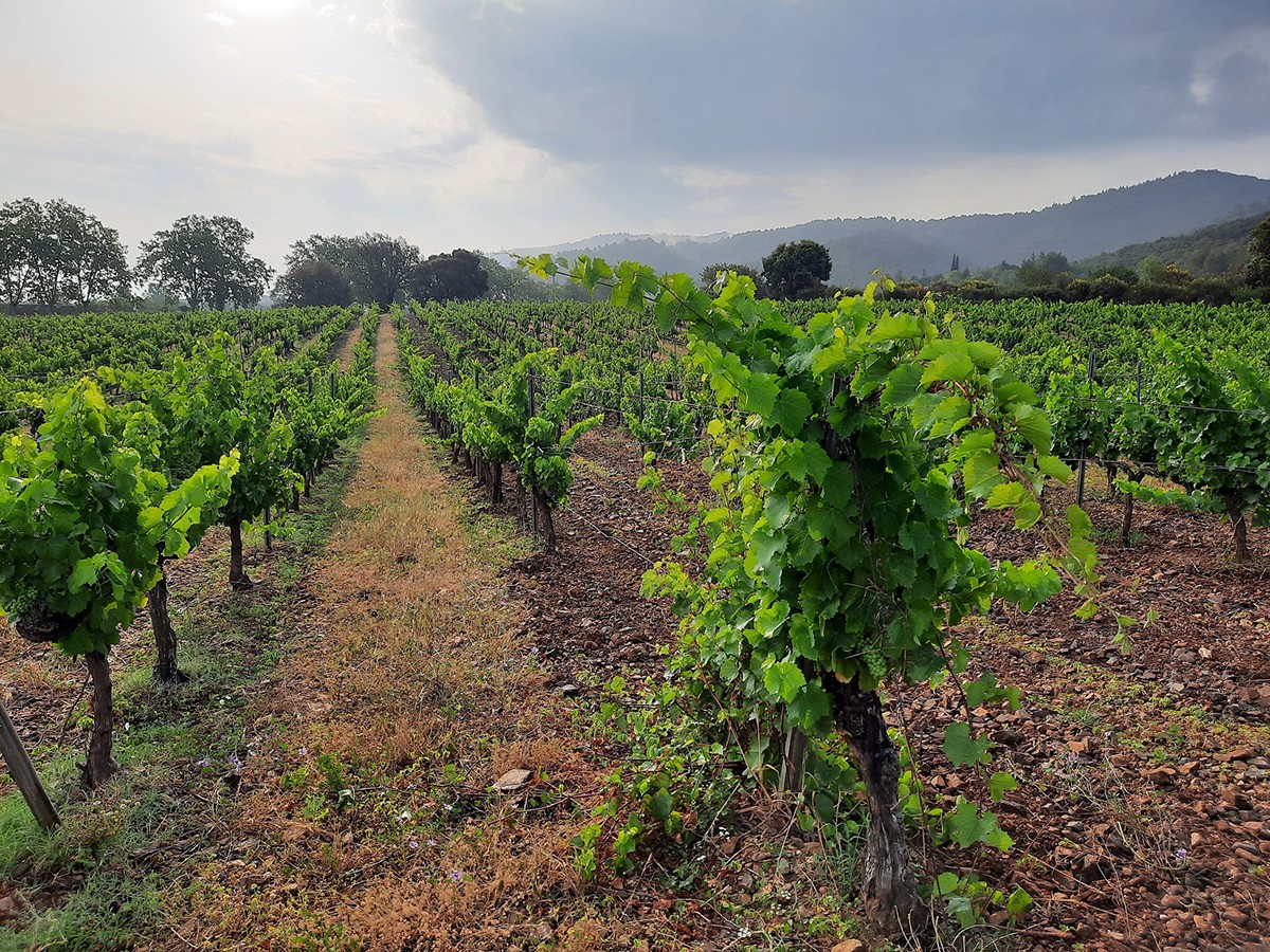 Viñedo de Família Torres
