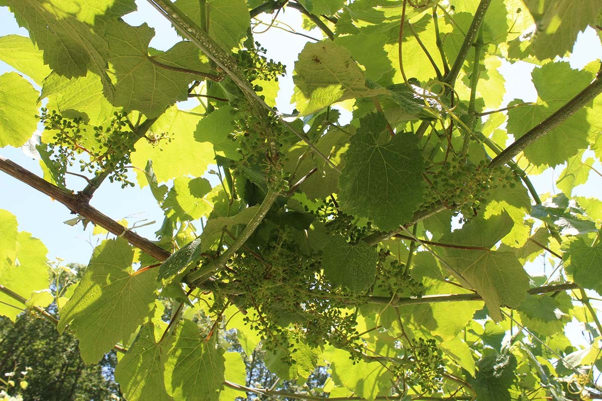 La vendimia en Rías Baixas se prevé para principios de septiembre