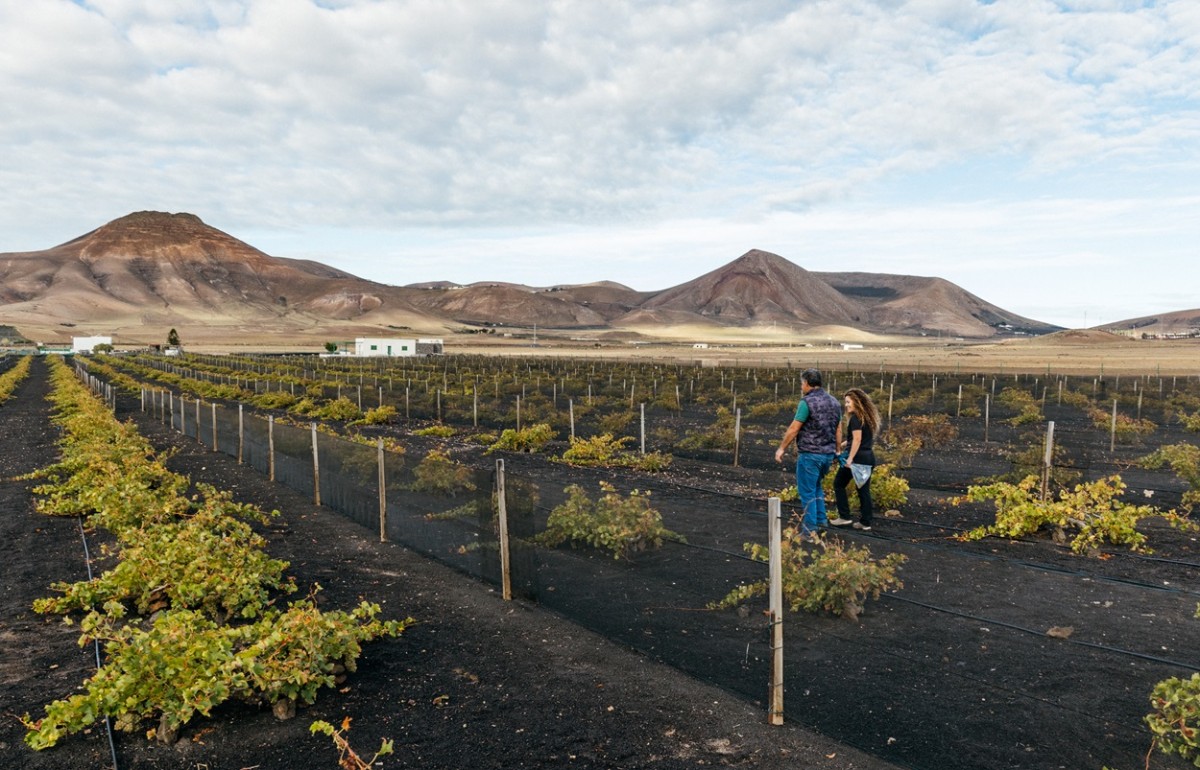 Viñedos extremos de la bodega El Grifo