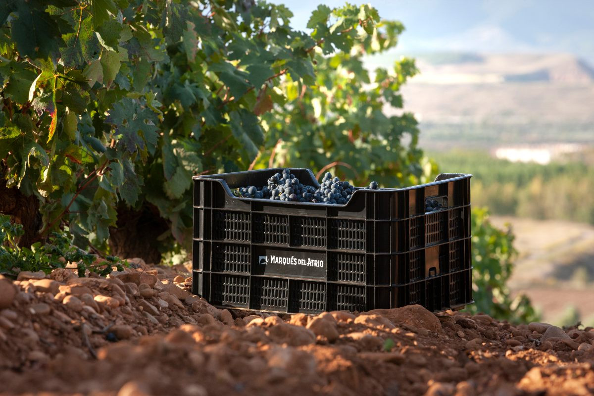 Vendimia en una de las bodegas del Grupo Marqués del Atrio, certificadas con el sello Sustainable Wineries for Climate Protection.