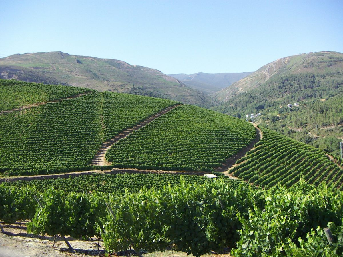 Viñedos de Godeval en Valdeorras.