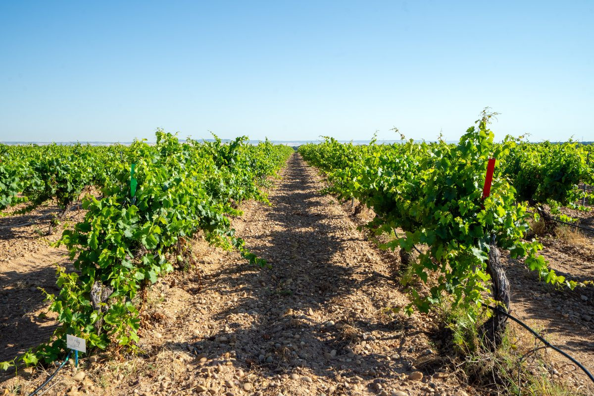 Viñedo de Cuatro Rayas en la D.O. Rueda.