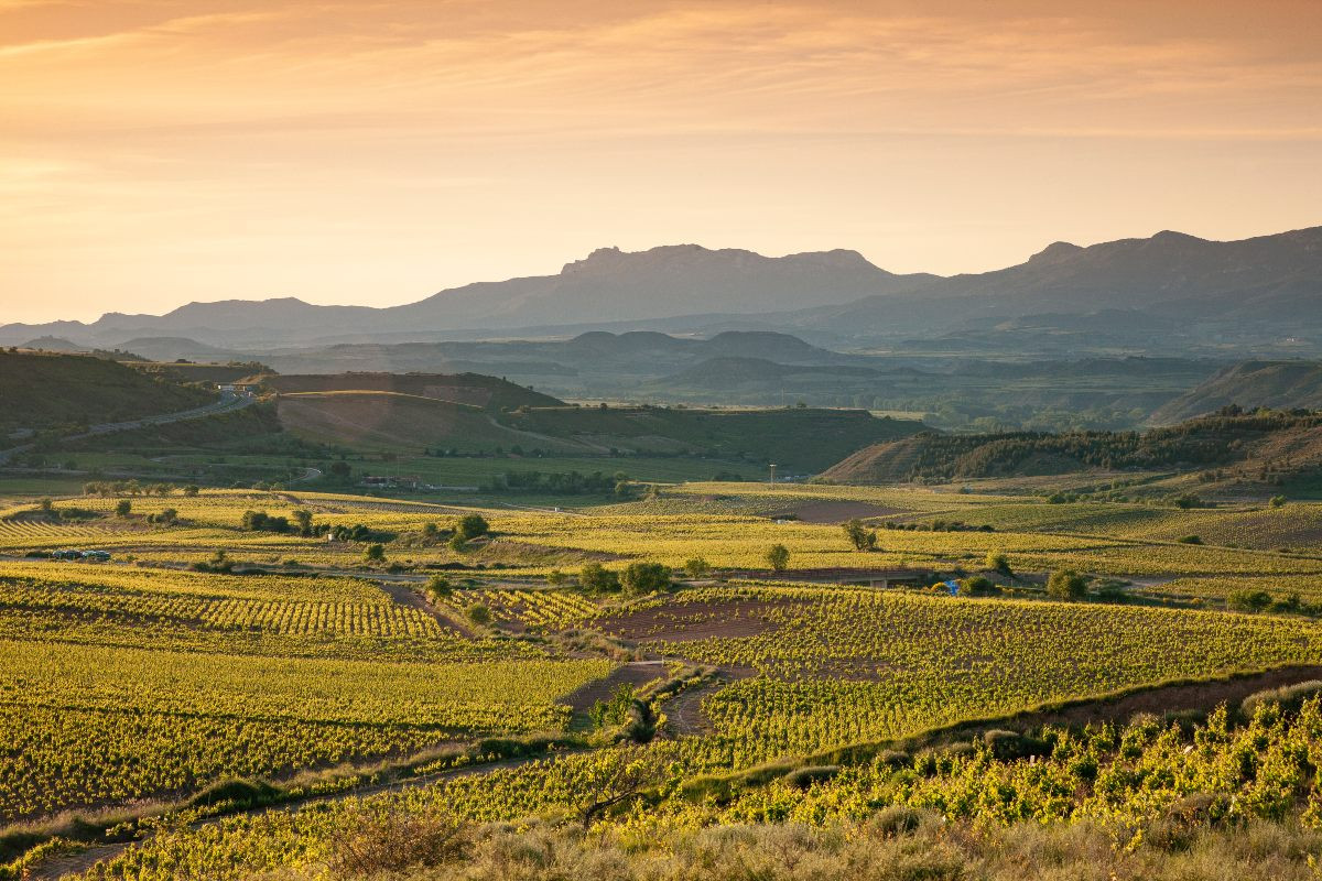 Viñedos de Bodegas Riojanas.